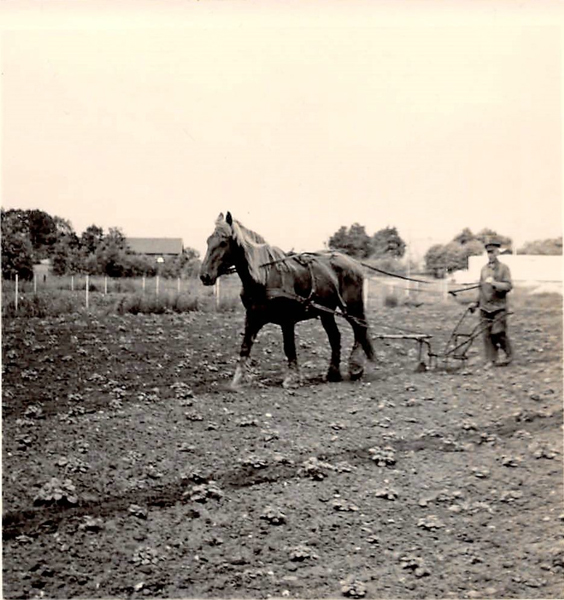 Pferd